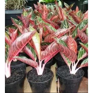 Pupuk Aglonema Merah - TERLARISS