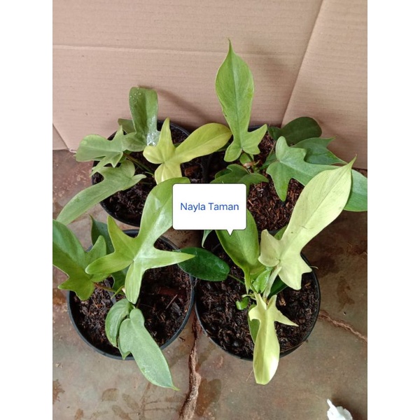 TANAMAN HIAS-Pilodendron Florida Ghost Mint/Merpati-Pilo