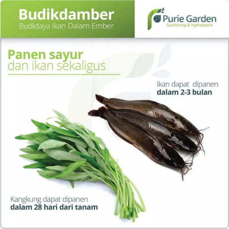 Budikdamber Paket Aquaponik Budidaya Ikan Dalam Ember - 33 kg