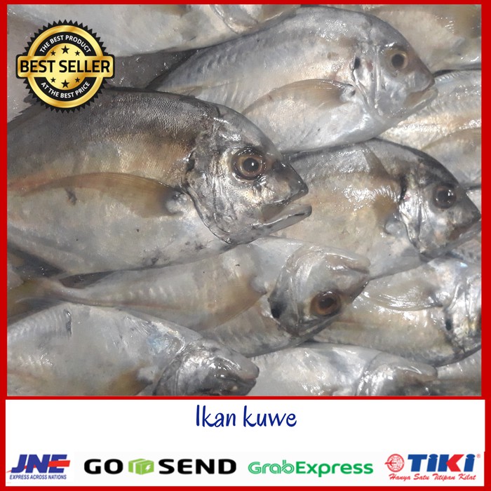 

IKAN KUWE SEGAR / IKAN KUE FRESH ISI 2-4 ekor
