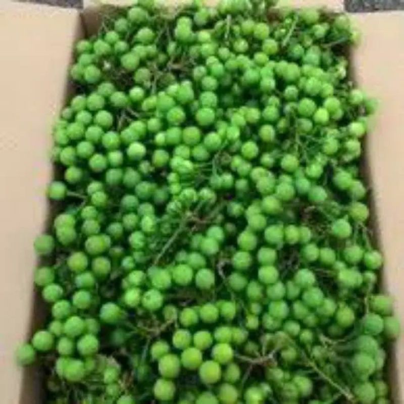 Obat herbal Mata mines takokak / Buah rimbang