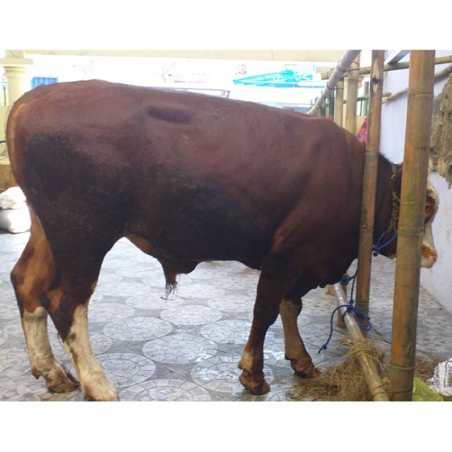 

Sapi Limousine 350Kg Cihuy