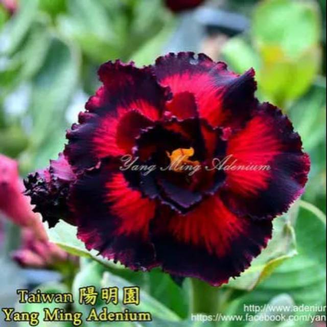 BIBIT BUNGA KAMBOJA JEPANG TUMPUK