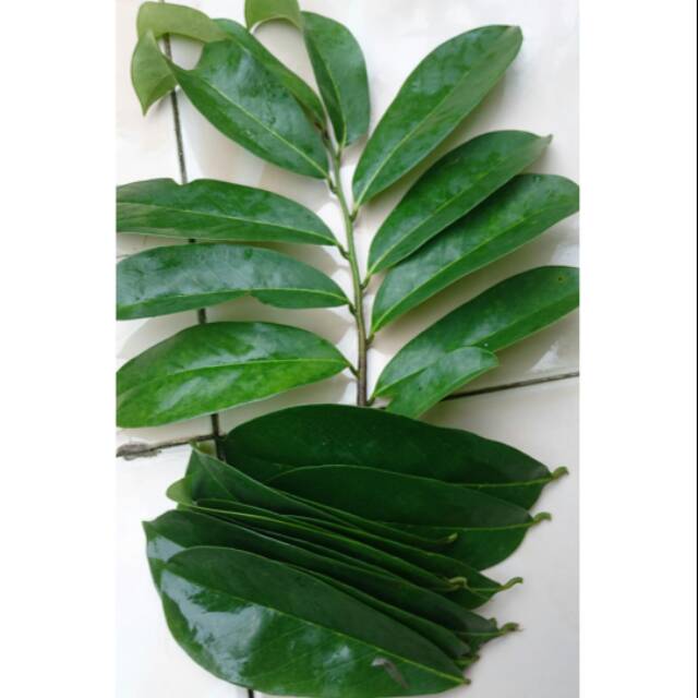 

Daun Sirsak 50lembar