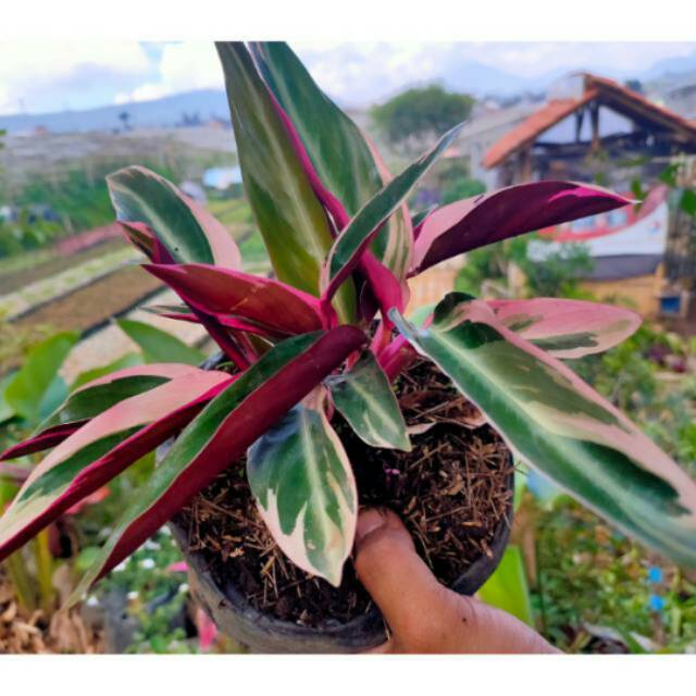 Marantah multicolor /calathea multicolor