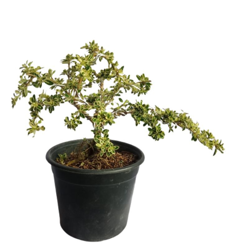 Bonsai Melati Jepang Mirten Hingkip