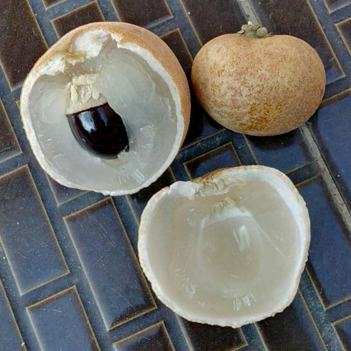 Bibit Tanaman Buah KELENGKENG PINGPONG Premium