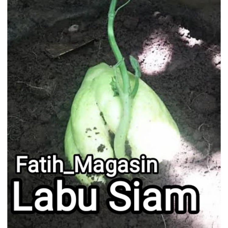 Bibit labu siam putih 2 biji