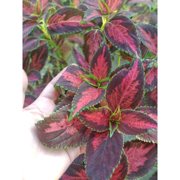 Miana Langka/Miana premium