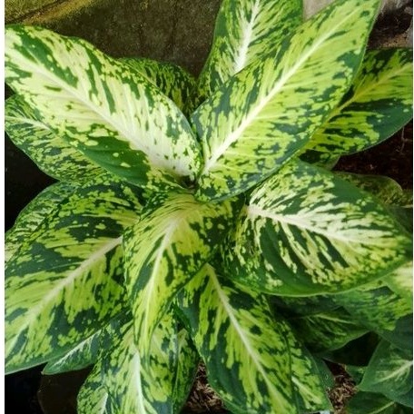 Tanaman Hias Blanceng Diven Brazil/  Srirejeki Aglonema Sparkle/ Diven Candi