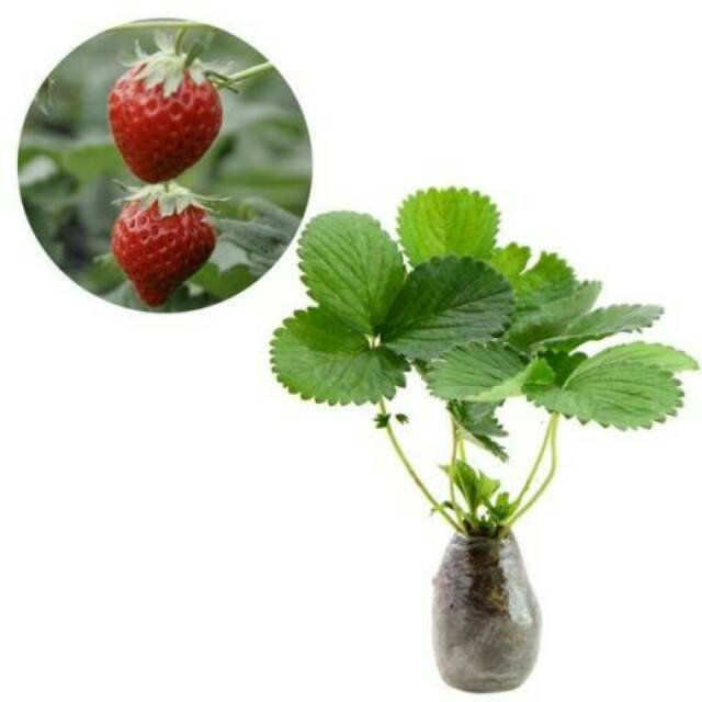 Bibit Tanaman Strawberry California Jumbo - Stroberi California