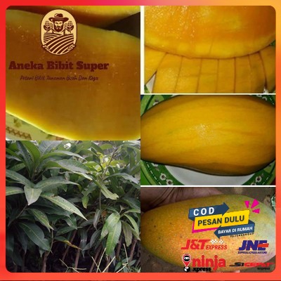 Bibit Mangga Kiojay Thailand - Mangga Jumbo