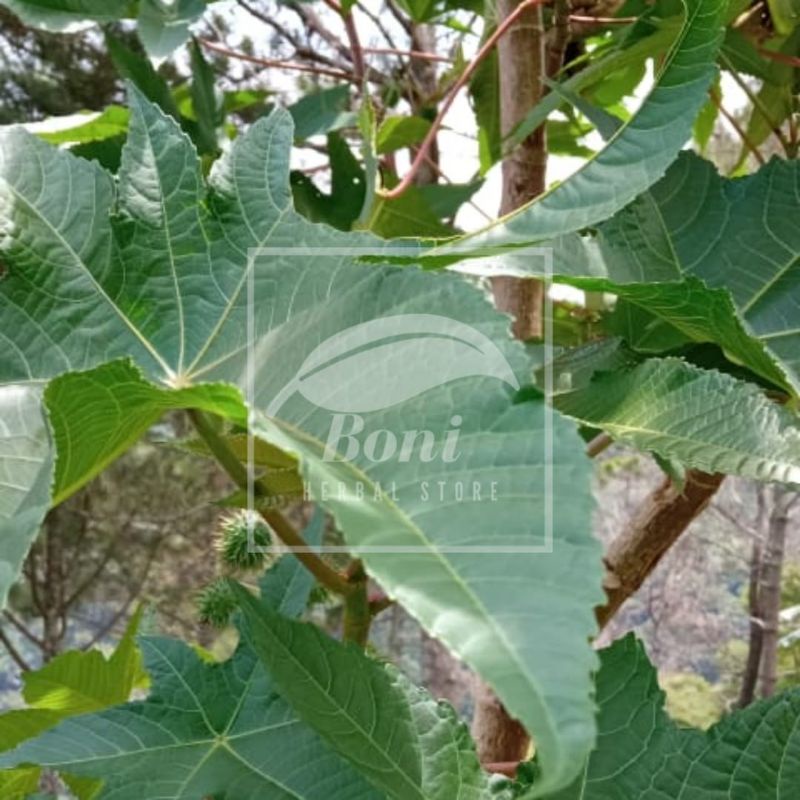 Daun Kaliki atau Jarak Merah 1kg