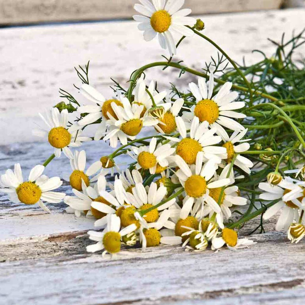 Benih Bibit Biji - Bunga Common Chamomile German Camomile Flower Seeds - IMPORT