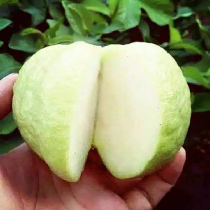 

Bibit jambu kristal putih siap berbunga