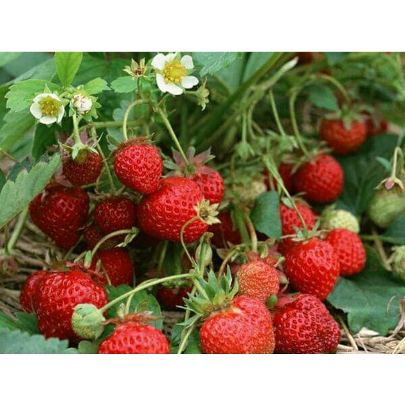 Benih Buah Strawberry Jumbo Manora Merah Manis Benih Bibit Strawberry Jumbo