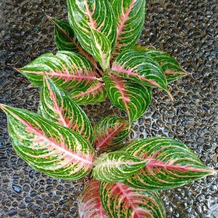 Tanaman Hias Aglonema Pink BBUTTERFLY  Beauty (Size Remaja) - Rimbun (tanaman hidup bunga hidup cant