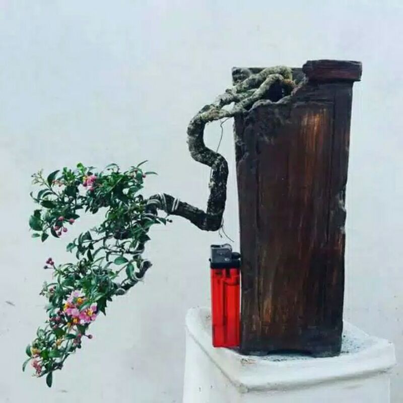 Bibit Bonsai Sakura Mikro/sakura jepang