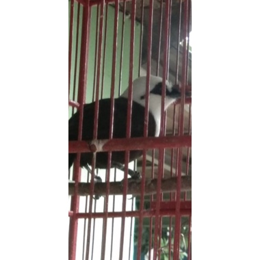 poksay jambul sumatra