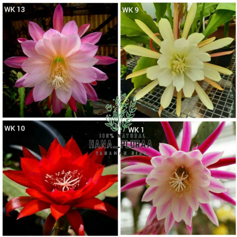 Tanaman Hias Wijaya Kusuma Paket 4 jenis / Wijaya Hidup Kusuma - Tanaman hias indoor outdoor Wijaya 