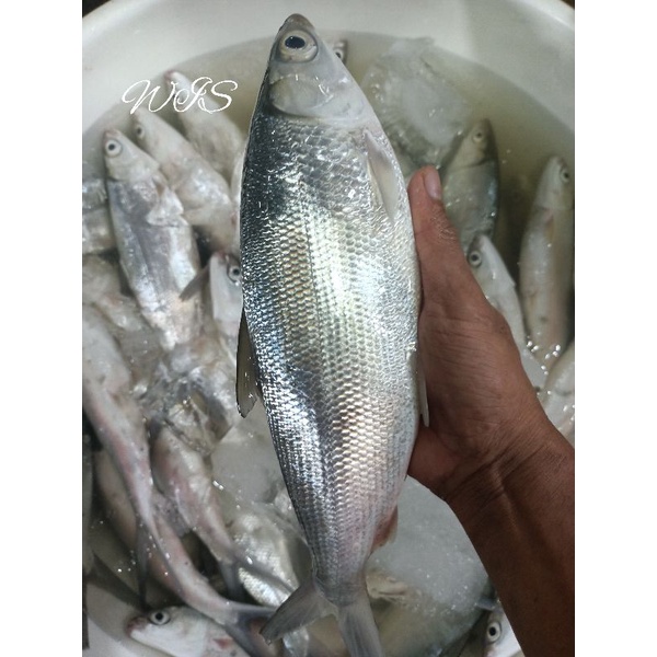 

ikan Bandeng segar ikan harian 1kg