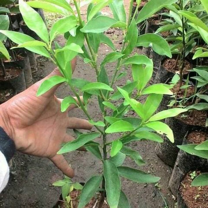 Bibit jeruk nagami super okulasi - bibit tanaman buah nagami