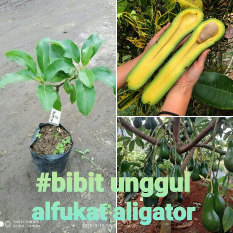 bibit tanaman buah alfukat aligator super