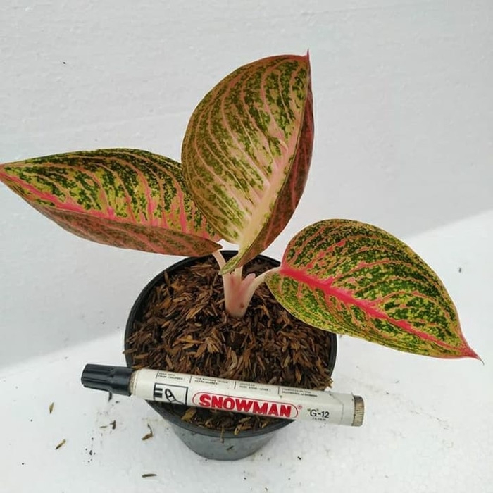 ready PROMO AGLONEMA LEGACY MANGKOK