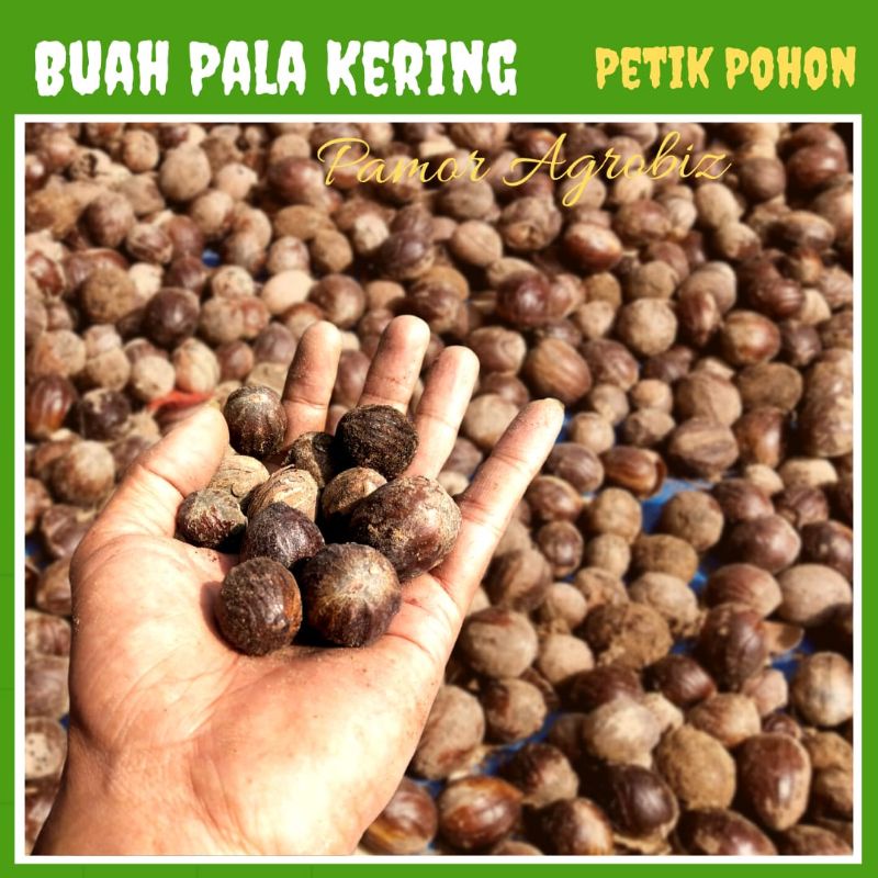 

Biji Pala Kering Organik Hasil Petik Tanaman Kebun Sendiri