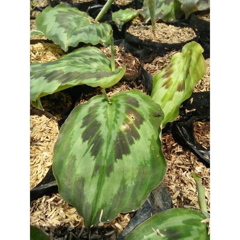 Distributor Tanaman Hias Keladi Merak WGoxeGGcEBXbzn