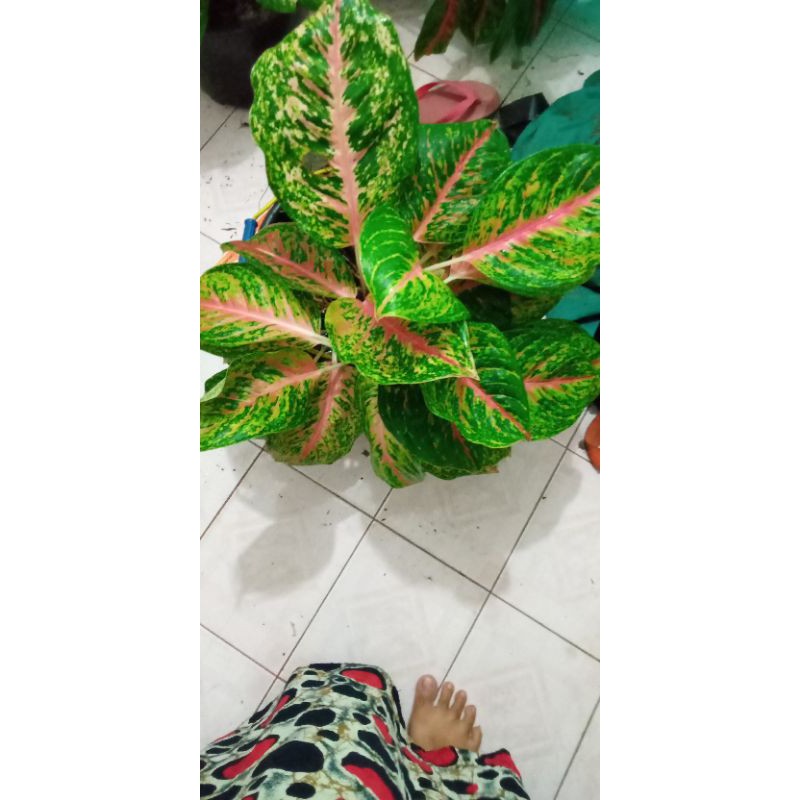 aglonema big papa 5 batang indukan