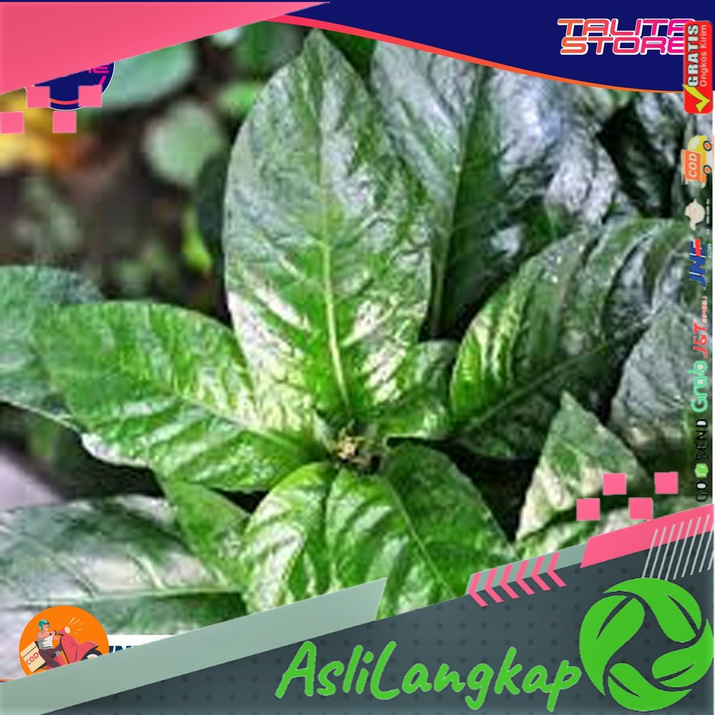 

Daun Reundeu segar 1 kg Lalapan Lalap Khas Sunda