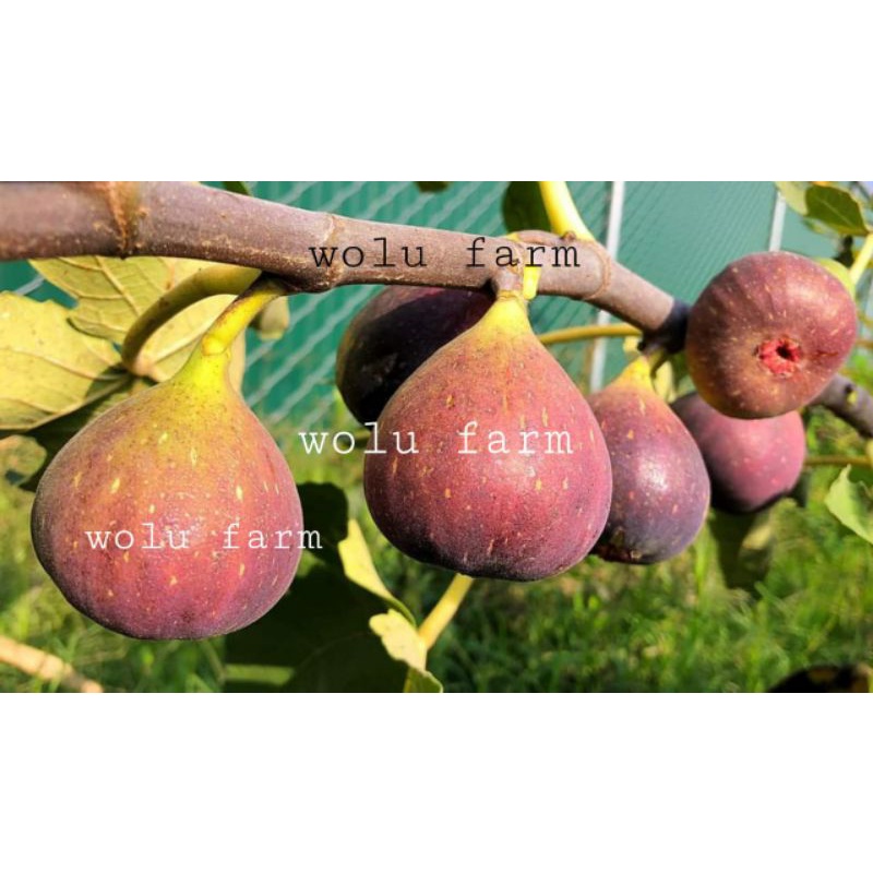 Bibit buah tin SUPER JUMBO | cangkok bibit pohon tin