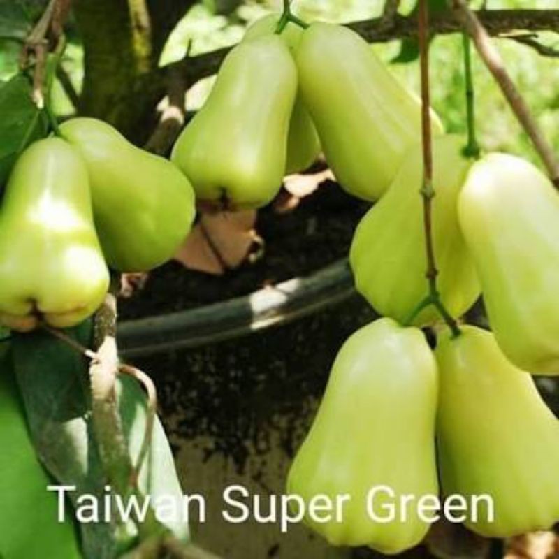 bibit jambu Taiwan super green,