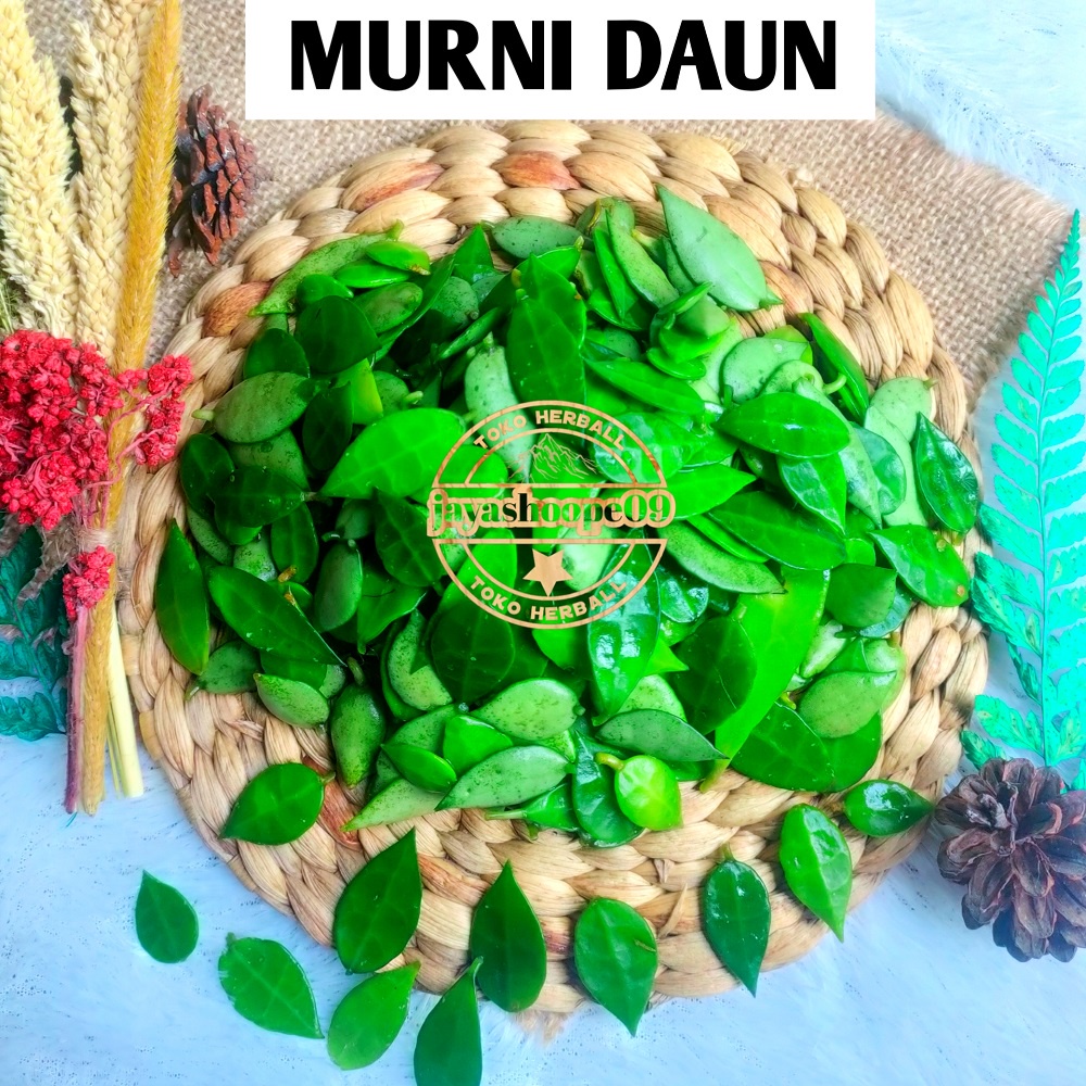 

Daun Sisik Naga Segar ( MURNI DAUN ) Daun Picisan