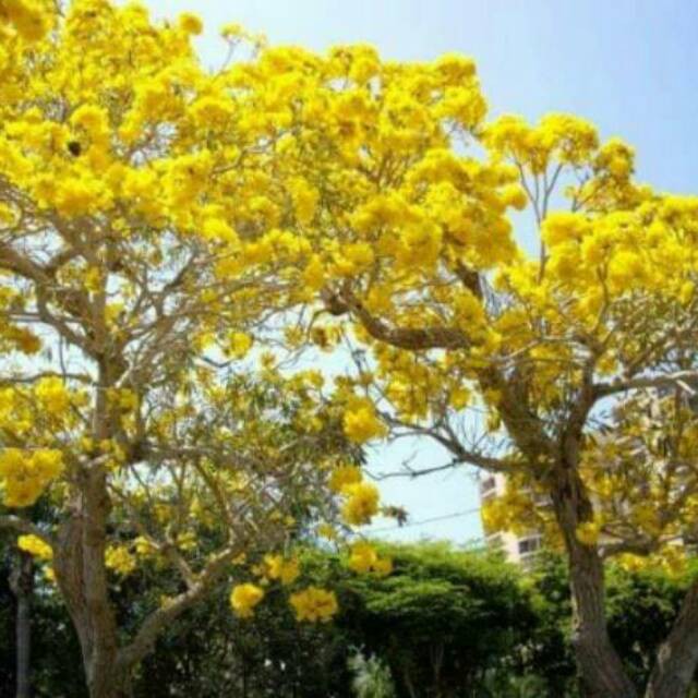Bunga bunga tabebuya kuning