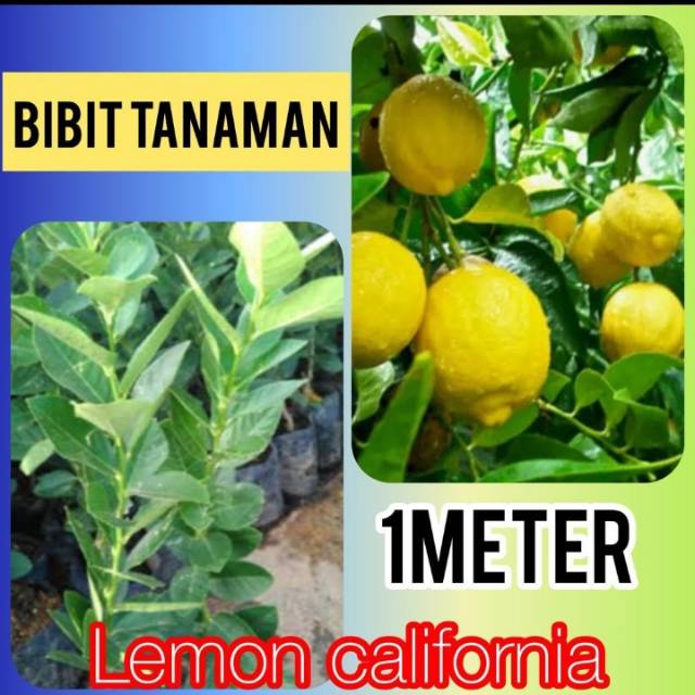 Jual Bibit Jeruk Lemon California 1 Meter 1 Kilo Bisa 2 Bibit Shopee