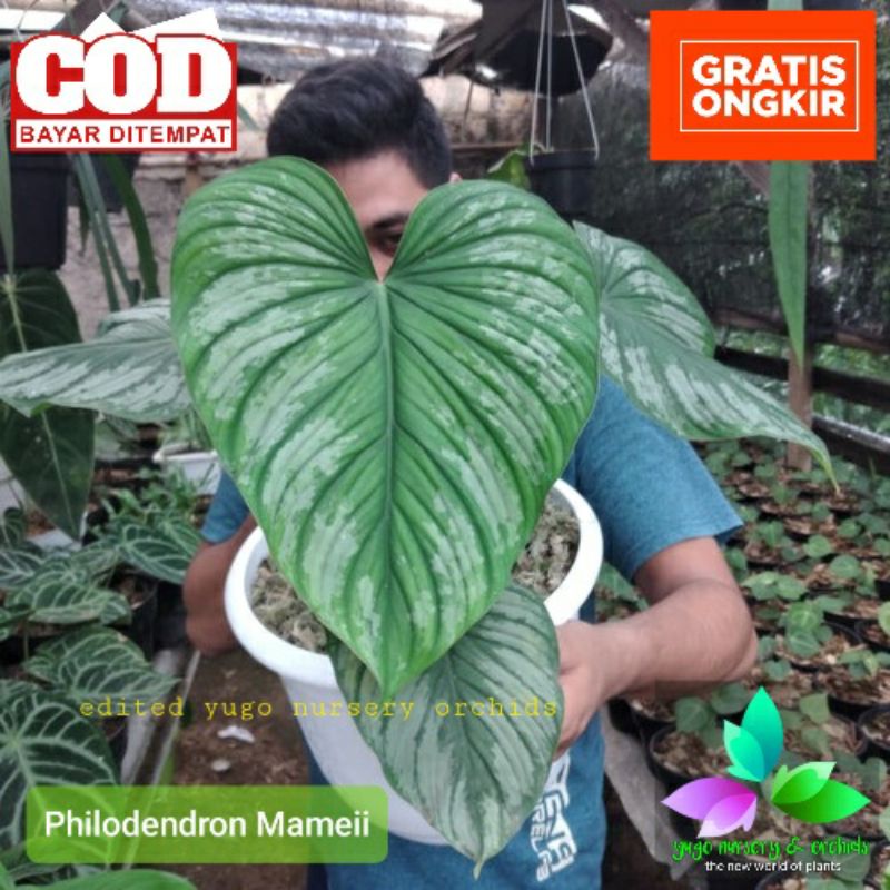 Tanaman Hias Philodendron Mamei pilo mamei silver cloud