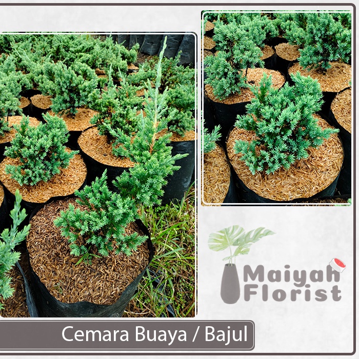 Cemara Buaya - Juniperus Horizontalis - Cemara Bajul - Bahan Bonsai Prospek - Tanaman Hias