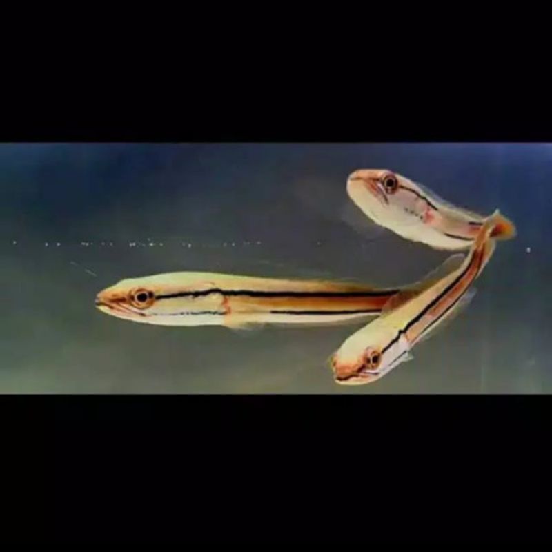 Baby Toman Ikan Hias Aquarium size 15-25 cm Produk selalu siap ya tinggal pesan saja