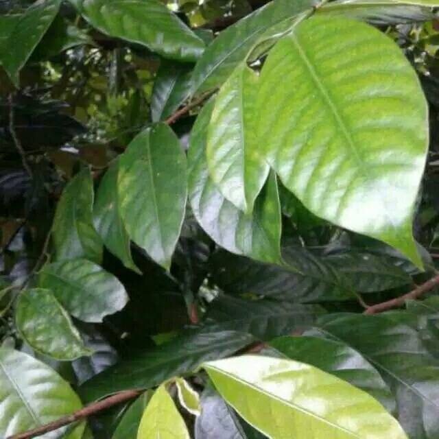 

Herbal Daun pala segar 100gr murah