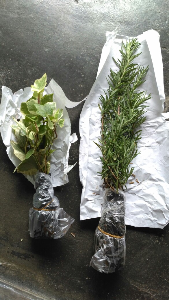 Tanaman Hias Gantung Ivy Variegata
