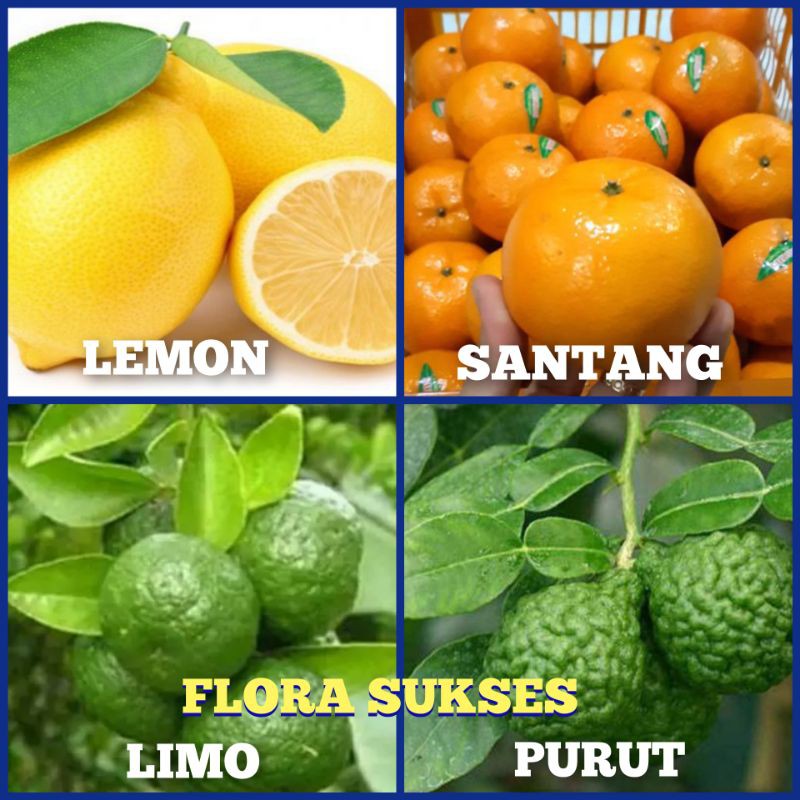 Paket Bibit Jeruk 4 Jenis ( Santang , Lemon , Limo , Purut )