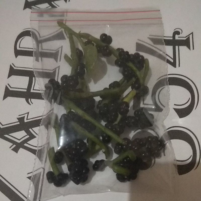 

BUAH ANGKUNG SEGAR 100 BUAH FREE 10 // BUAH ANGKUNG //ANGGONG //AN KUNG // ANGONG