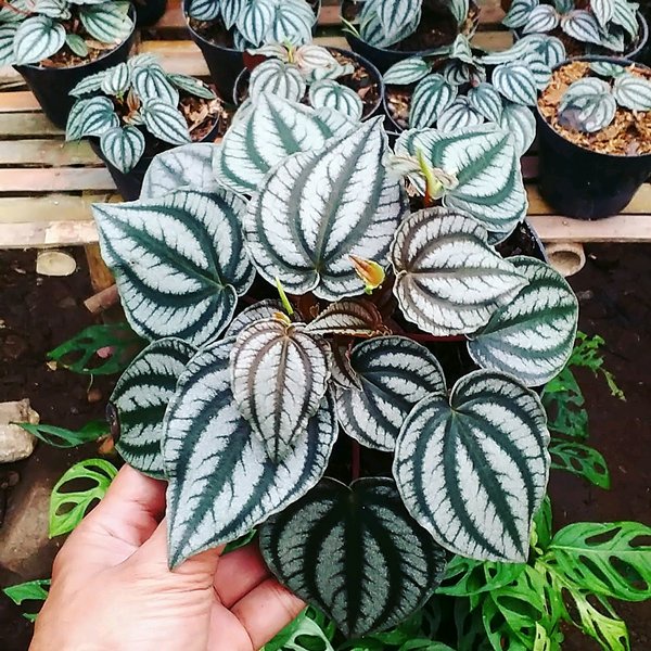 Tanaman Hias Bunga Peperomia Watermelon Silver Tanaman Peperomia Silver Bunga Murah Berkualitas