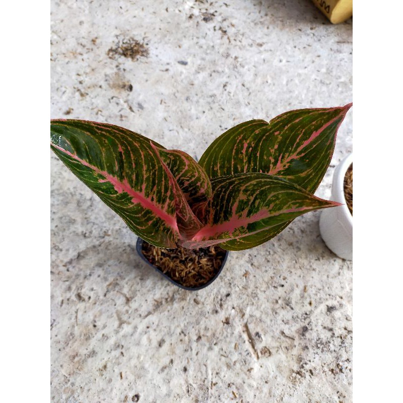 bunga aglonema paulina