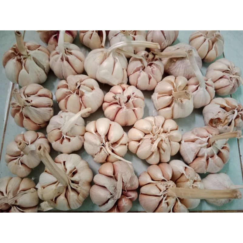 

BAWANG PUTIH SINCO