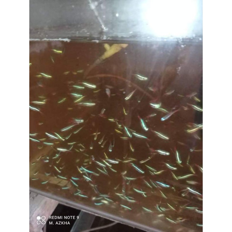 ikan neon Tetra