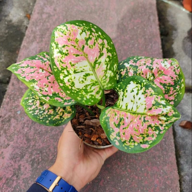Tanaman hias aglonema tri color-aglaonema-tanaman hias hidup-tanaman bunga-tanaman hidup aglonema-ag