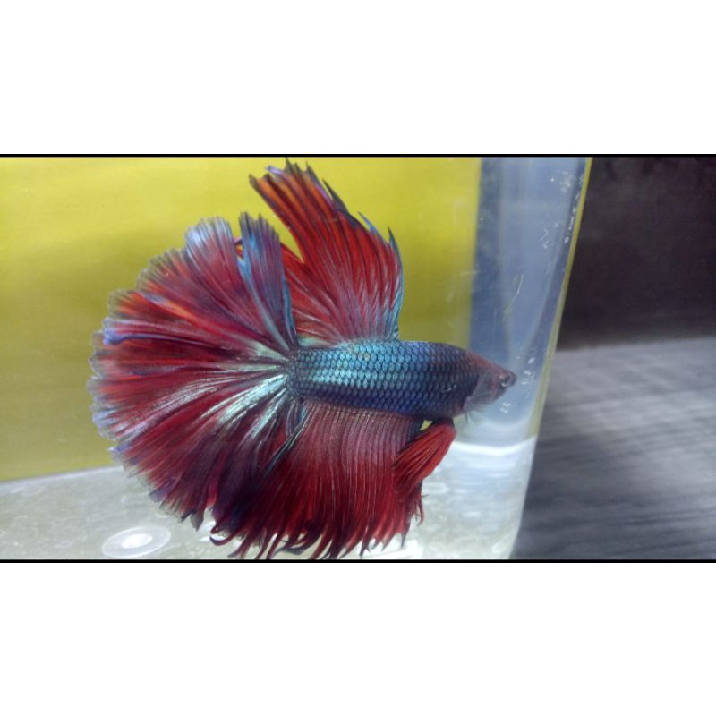 

ikan cupang halfmoon real pict